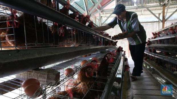 Peternak memanen telur di salah satu peternakan ayam petelur di Gunung Sindur, Jawa Barat, Rabu (24//5). (CNBC Indonesia/Muhammad Sabki)
