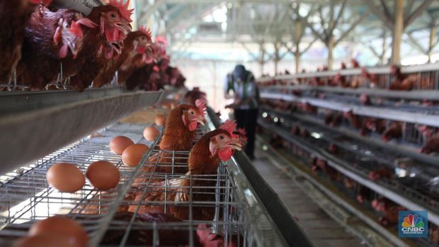 Peternak memanen telur di salah satu peternakan ayam petelur di Gunung Sindur, Jawa Barat, Rabu (24//5). (CNBC Indonesia/Muhammad Sabki)