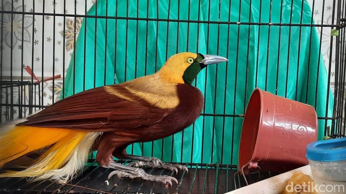 Salah satu dari jenis spesies vertebrata, Burung Cenderawasih.