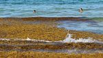 Tumpukan Rumput Laut Serbu Pantai di Meksiko