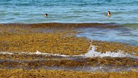 Serbuan rumput laut ini terlihat di seluruh garis pantai Teluk Meksiko.  