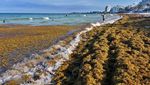 Tumpukan Rumput Laut Serbu Pantai di Meksiko