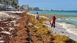 Tumpukan Rumput Laut Serbu Pantai di Meksiko