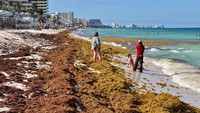 Pemerintah setempat terus berupaya untuk membersihkan rumput laut dari pantai.  