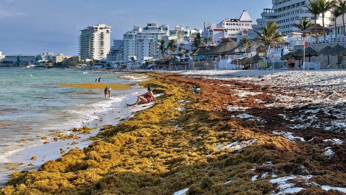 Tumpukan Rumput Laut Serbu Pantai di Meksiko Sargassum algae piles up along the shore at a beach in Cancun, Quintana Roo State, Mexico, on May 23, 2023. (Photo by Daniel SLIM / AFP) (Photo by DANIEL SLIM/AFP via Getty Images)