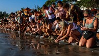 Turis asing melepas tukik penyu dalam program pelepasan Bali Sea Turtle Society di Kuta, Bali, Rabu (24/5/2023).