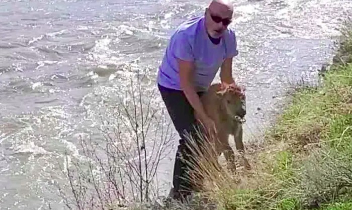 Bayi bison ditembak mati di Taman Nasional Yellowstone