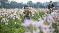 Bunga yang bermekaran itu telah menarik perhatian banyak wisatawan saat mereka menikmati berbagai kegiatan santai di taman.  