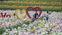 Lahan yang luas itu penuh tanaman bunga Lily bermekaran.  