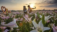 Bunga Lily sendiri di China dipercaya sebagai simbol kebaikan.   