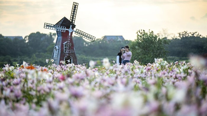 Bunga Lily Bermekaran di China, Indahnya Kebangetan JIUJIANG, CHINA - MAY 24: Tourists enjoy blooming lily flowers at a scenic area on May 24, 2023 in Jiujiang, Jiangxi Province of China. (Photo by VCG/VCG via Getty Images)
