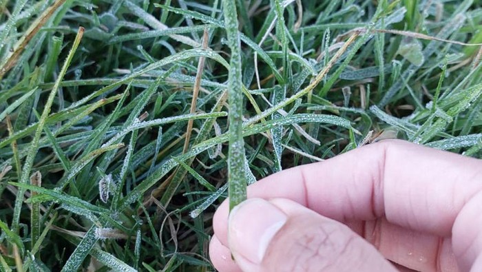 Embun es tipis selimuti kompleks Candi Arjuna Dieng, Banjarnegara, Kamis (25/5/2023).