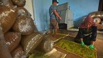 Kreatif! Warga Kembangkan Tembakau Berbahan Herbal
