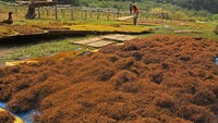 Daun talas beneng tersebut akan digunakan sebagai tembakau alternatif.