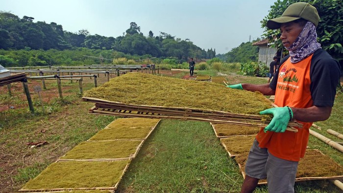 Intip Produksi Tembakau yang Terbuat dari Daun Talas Beneng di Banten Pekerja mengangkut daun talas beneng (Colocasia esculentum) yang sudah dirajang untuk dijadikan tembakau alternatif di sentra produksi Unitalas di Serang, Banten, Kamis (25/5/2023). Menurut pemilik usaha tersebut, dalam sebulan mereka bisa memproduksi tujuh ton hingga 10 ton tembakau daun talas yang dijual seharga Rp50 ribu per kilogram dan dipasarkan ke sejumlah daerah di kawasan Jabodetabek, Jawa Tengah dan Jawa Timur. ANTARA FOTO/Asep Fathulrahman/aww.