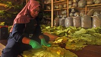 Tembakau alternatif tersebut dipasarkan ke sejumlah daerah di kawasan Jabodetabek, Jawa Tengah dan Jawa Timur.   