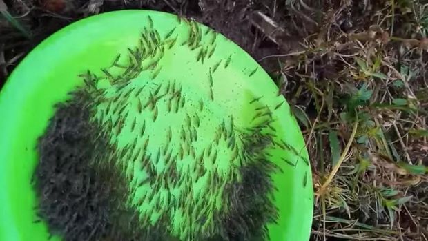 Kerumunan udang yang naik ke darat di Gorontalo Utara, Gorontalo.