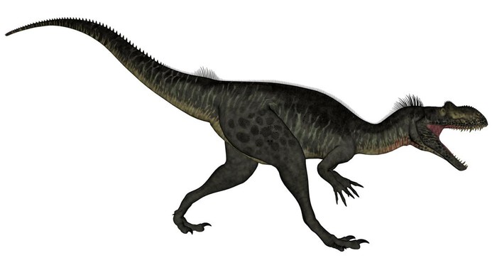 Megalosaurus Megalosaurus dinosaur roaring isolated in white background