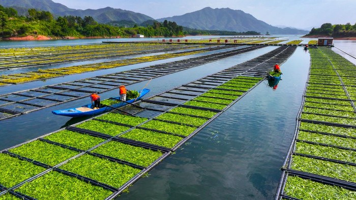 HANGZHOU, CHINA - MAY 23: Aerial view of workers growing water spinach on ecological floating beds at Chun'an County on May 23, 2023 in Hangzhou, Zhejiang Province of China. (Photo by VCG/VCG via Getty Images)