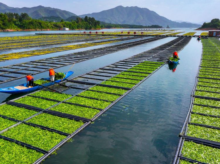China Bangun Pertanian Apung Terbesar di Dunia, Begini Wujudnya