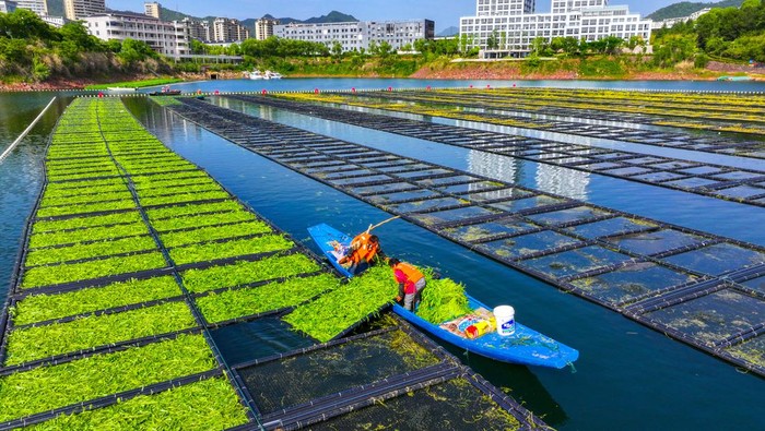 Melihat Pertanian Bayam Terapung di China HANGZHOU, CHINA - MAY 23: Aerial view of workers growing water spinach on ecological floating beds at Chun'an County on May 23, 2023 in Hangzhou, Zhejiang Province of China. (Photo by VCG/VCG via Getty Images)