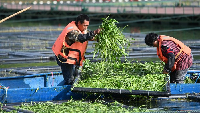 HANGZHOU, CHINA - MAY 23: Aerial view of workers growing water spinach on ecological floating beds at Chun'an County on May 23, 2023 in Hangzhou, Zhejiang Province of China. (Photo by VCG/VCG via Getty Images)
