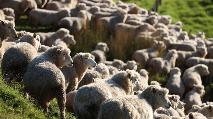 Melihat Peternakan Domba di Selandia Baru AUCKLAND, NEW ZEALAND - MAY 25: Early morning fog on Withers Farm in Kaipara Flats on May 25, 2023 in Auckland, New Zealand. Manager Josh Jackson runs 1000 purebred Romney ewes, 250 hoggets, and finished 1500 lambs on the 350 hectare farm. He has decreased the flock by nine percent to have an easier winter, help the land recover from Cyclone Gabrielle and repeated flooding and to reduce the labour costs involved in farming sheep. Statistics NZ reported the ratio of sheep to people had fallen below five to one for the first time in 170 years, local media said. The Agricultural Production Census found the national flock fell by 2% to 25.3 million sheep in June 2022. The human population was 5.1 million at the time, which equates to 4.96 sheep for each human being in the country. (Photo by Fiona Goodall/Getty Images)