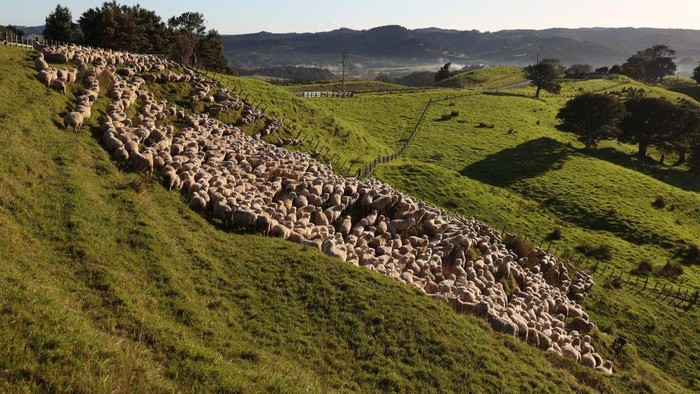 AUCKLAND, NEW ZEALAND - MAY 25: Early morning fog on Withers Farm in Kaipara Flats on May 25, 2023 in Auckland, New Zealand. Manager Josh Jackson runs 1000 purebred Romney ewes, 250 hoggets, and finished 1500 lambs on the 350 hectare farm. He has decreased the flock by nine percent to have an easier winter, help the land recover from Cyclone Gabrielle and repeated flooding and to reduce the labour costs involved in farming sheep. Statistics NZ reported the ratio of sheep to people had fallen below five to one for the first time in 170 years, local media said. The Agricultural Production Census found the national flock fell by 2% to 25.3 million sheep in June 2022. The human population was 5.1 million at the time, which equates to 4.96 sheep for each human being in the country. (Photo by Fiona Goodall/Getty Images)