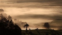 Kabut menyelimuti pagi hari di Withers Farm, Kaipara Flats, Auckland, Selandia Baru.  