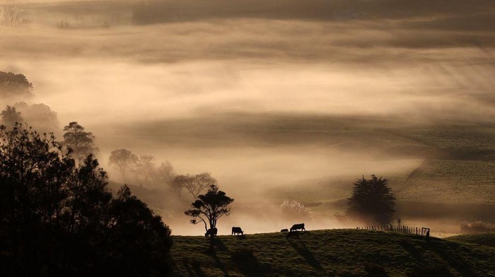 AUCKLAND, NEW ZEALAND - MAY 25: Early morning fog on Withers Farm in Kaipara Flats on May 25, 2023 in Auckland, New Zealand. Manager Josh Jackson runs 1000 purebred Romney ewes, 250 hoggets, and finished 1500 lambs on the 350 hectare farm. He has decreased the flock by nine percent to have an easier winter, help the land recover from Cyclone Gabrielle and repeated flooding and to reduce the labour costs involved in farming sheep. Statistics NZ reported the ratio of sheep to people had fallen below five to one for the first time in 170 years, local media said. The Agricultural Production Census found the national flock fell by 2% to 25.3 million sheep in June 2022. The human population was 5.1 million at the time, which equates to 4.96 sheep for each human being in the country. (Photo by Fiona Goodall/Getty Images)