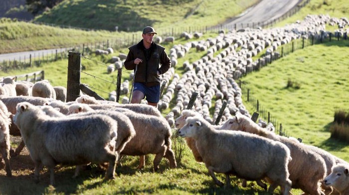 Melihat Peternakan Domba di Selandia Baru AUCKLAND, NEW ZEALAND - MAY 25: Early morning fog on Withers Farm in Kaipara Flats on May 25, 2023 in Auckland, New Zealand. Manager Josh Jackson runs 1000 purebred Romney ewes, 250 hoggets, and finished 1500 lambs on the 350 hectare farm. He has decreased the flock by nine percent to have an easier winter, help the land recover from Cyclone Gabrielle and repeated flooding and to reduce the labour costs involved in farming sheep. Statistics NZ reported the ratio of sheep to people had fallen below five to one for the first time in 170 years, local media said. The Agricultural Production Census found the national flock fell by 2% to 25.3 million sheep in June 2022. The human population was 5.1 million at the time, which equates to 4.96 sheep for each human being in the country. (Photo by Fiona Goodall/Getty Images)