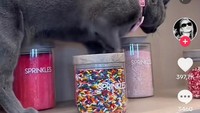 Di samping rak jajanan, Khloe juga meletakkan beragam jenis taburan untuk kue. Kamu bisa melihat cokelat meses warna-warni, hiasan berbentuk bintang, hingga sprinkles berwarna pink fuschia pada stoples kaca. Foto: TikTok @khloekardashian