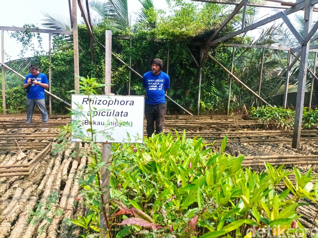 Penanaman  mangrove di Suaka Margasatwa Angke, Jakarta Utara.