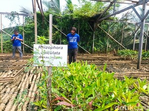 Jakarta Utara Punya Suaka Margasatwa, Penasaran?