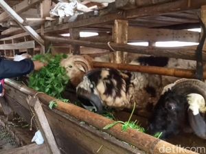 Peternak Domba Mulai Kebanjiran Pesanan Hewan Kurban