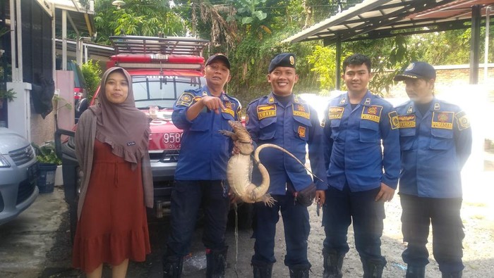 Petugas Damkar evakuasi biawak yang muncul di atap rumah warga Bogor.