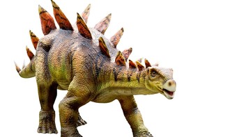 Stegosaurus memiliki ciri khas yaitu punggung yang dilindungi oleh lempengan tulang besar dan pasangan besar duri yang menjulang. Stegosaurus memiliki tubuh besar dengan panjang mencapai sekitar 9 meter dan tinggi sekitar 4,2 meter. Ia muncul di The Lost World: Jurrasic Park. Foto: Getty Images/iStockphoto/Suwatwongkham