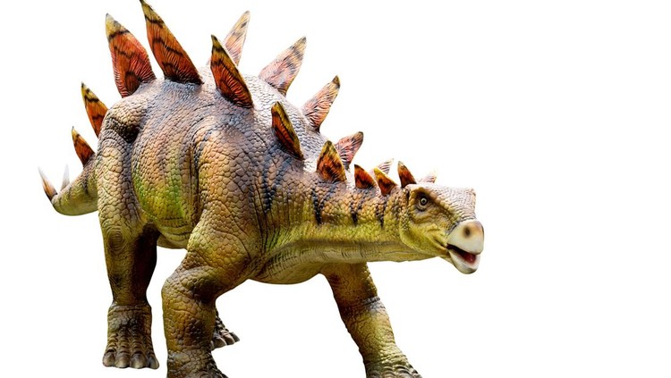Dinosaur stegosaurus and monster model Isolated white background ,with clipping path