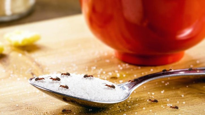 Ibu-ibu! 5 Bahan Alami Ini Ampuh Usir Semut di Sudut Rumah