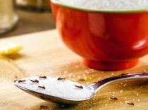 5 Cara Ampuh Cegah Semut Masuk ke Dapur Rumah