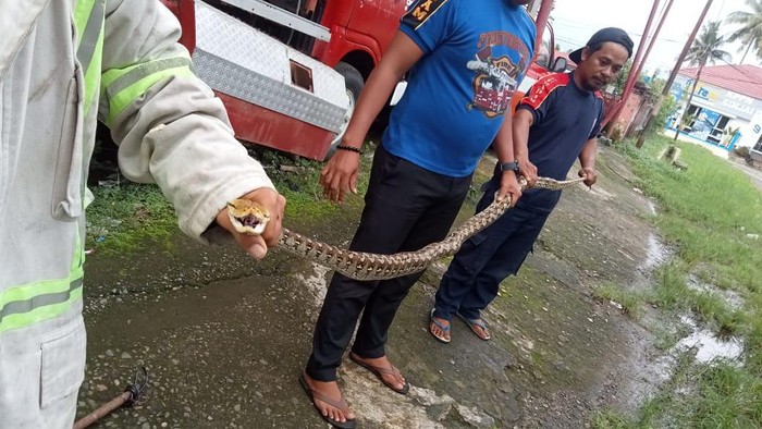 Ular sanca 3 meter yang dievakuasi Damkar Sinjai dari mobil kades.