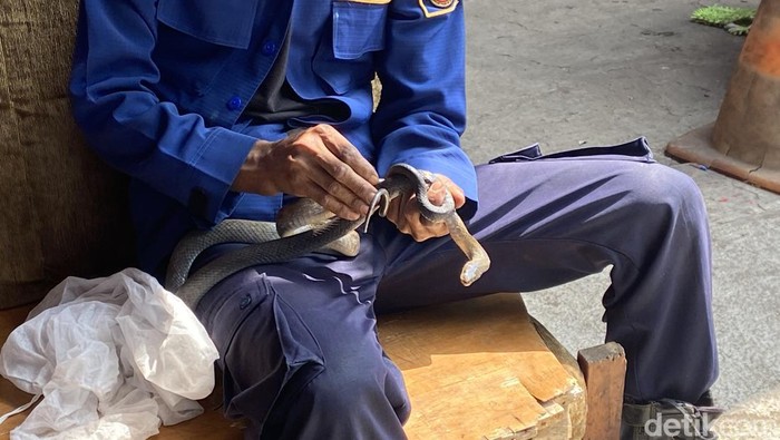 Ular yang ditemukan di dalam kamar rumah warga di Kota Sukabumi.