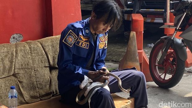 Ular yang ditemukan di dalam kamar rumah warga di Kota Sukabumi.