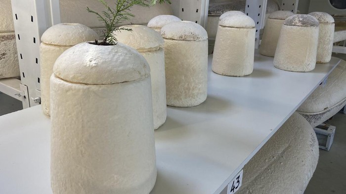Director Lonneke Westhoff, right, and founder Bob Hendrikx, left, of Dutch startup Loop Biotech display one of the cocoon-like coffins, grown from local mushrooms and up-cycled hemp fibres, designed to dissolve into the environment amid growing demand for more sustainable burial practices, in Delft, Netherlands, Monday, May 22, 2023. A Dutch intrepid inventor is now “growing” coffins by putting mycelium, the root structure of mushrooms, together with hemp fiber in a special mold that, in a week, turns into what could basically be compared to the looks of an unpainted Egyptian sarcophagus. (AP Photo/Aleksandar Furtula)