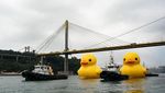 Bebek Karet Raksasa Muncul di Sungai Hong Kong