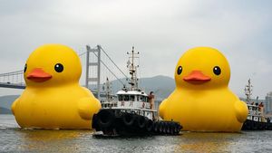 Bebek Karet Raksasa Muncul di Sungai Hong Kong