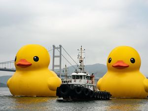 Bebek Karet Raksasa Muncul di Sungai Hong Kong