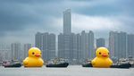 Bebek Karet Raksasa Muncul di Sungai Hong Kong