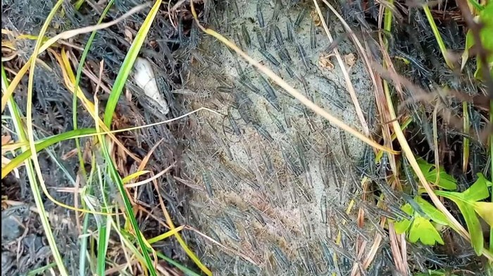 Gerombolan udang di Gorontalo yang naik ke daratan.