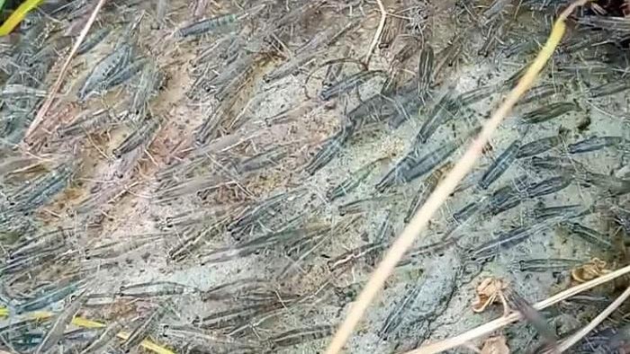 Kerumunan udang di Desa Buladu, Kecamatan Sumalata Timur, Gorontalo Utara pada Selasa (23/5) sekitar pukul 17.00 Wita.